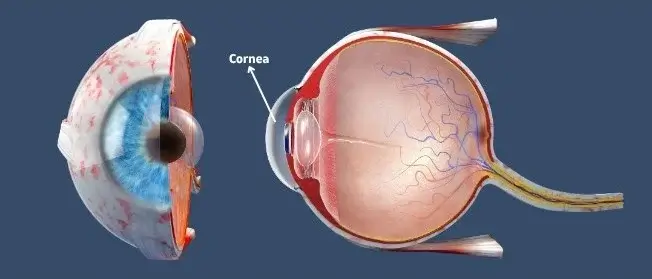 What is cornea