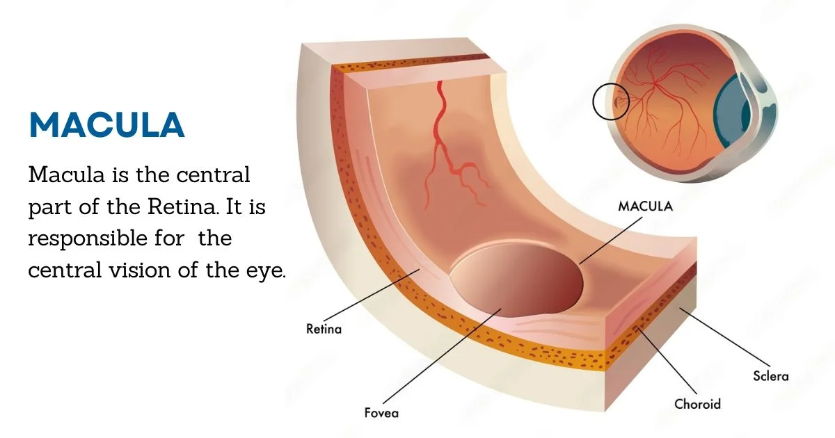 What Is Macula