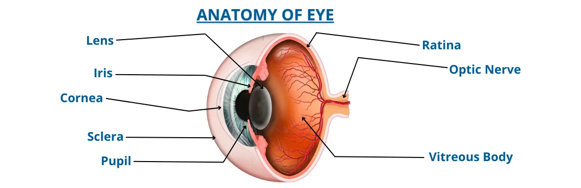 Anatomy of the Eye - Retina-Vitreous Surgeons of CNY